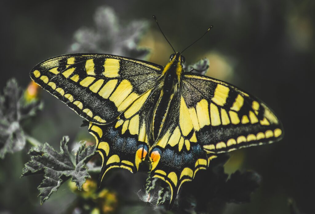 reIncarnatie